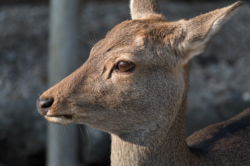 A sika deer in Nara Park, home to over a thousand semi-wild deer