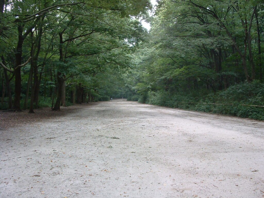 The old-growth forest of Tadasu no Mori surrounding Shimogamo Shrine, Kyoto