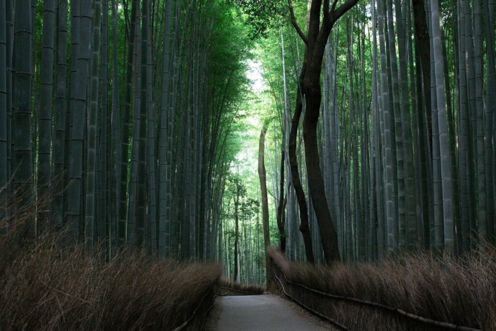 Empty path through the Arashiyama bamboo grove in Kyoto