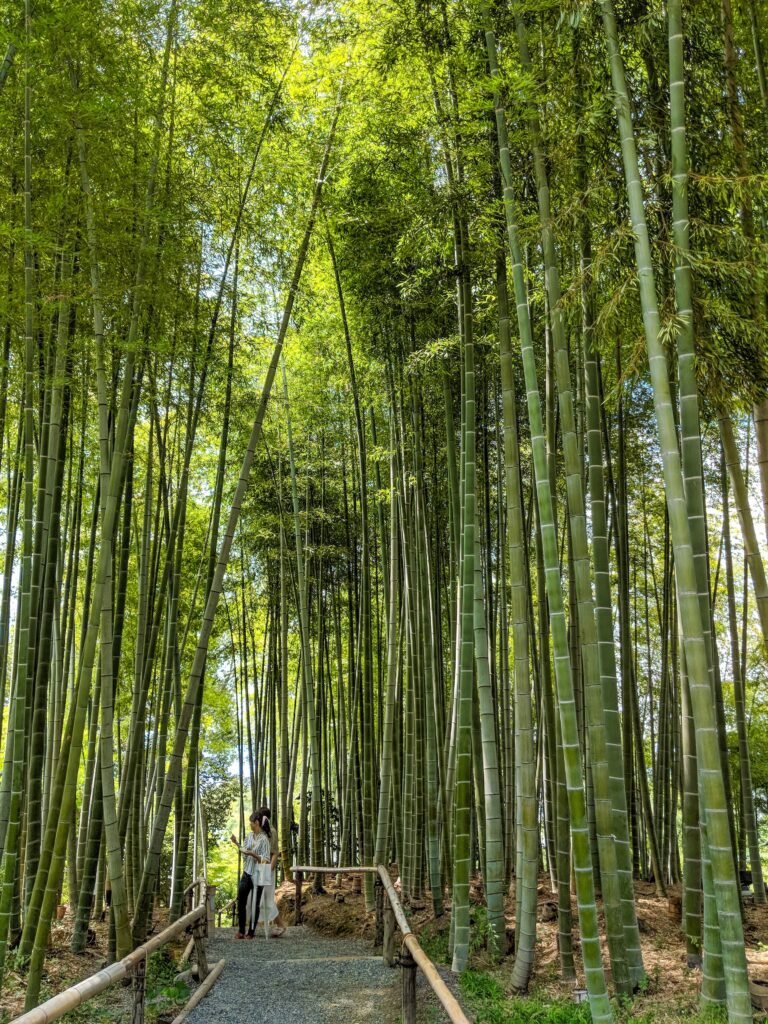 Close-up of green bamboo stalks in a Kyoto garden