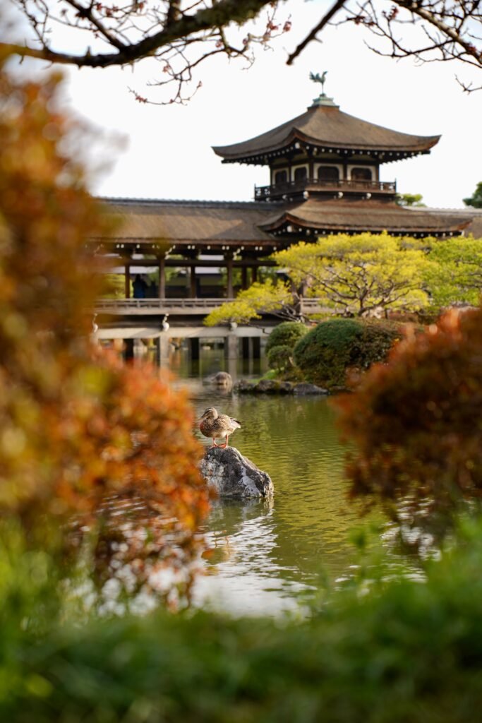 A tranquil pond in a traditional Japanese garden in Kyoto
