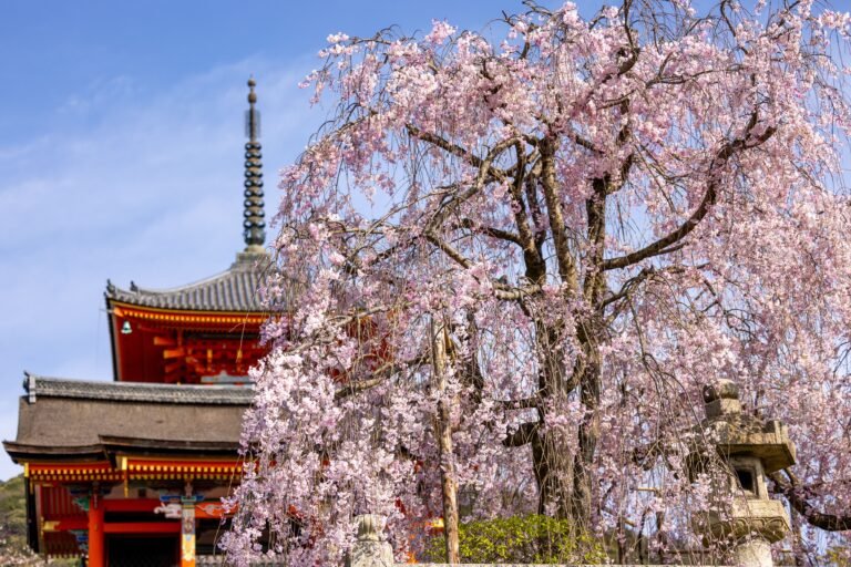 Best Time to Visit Kyoto: A Season-by-Season Guide