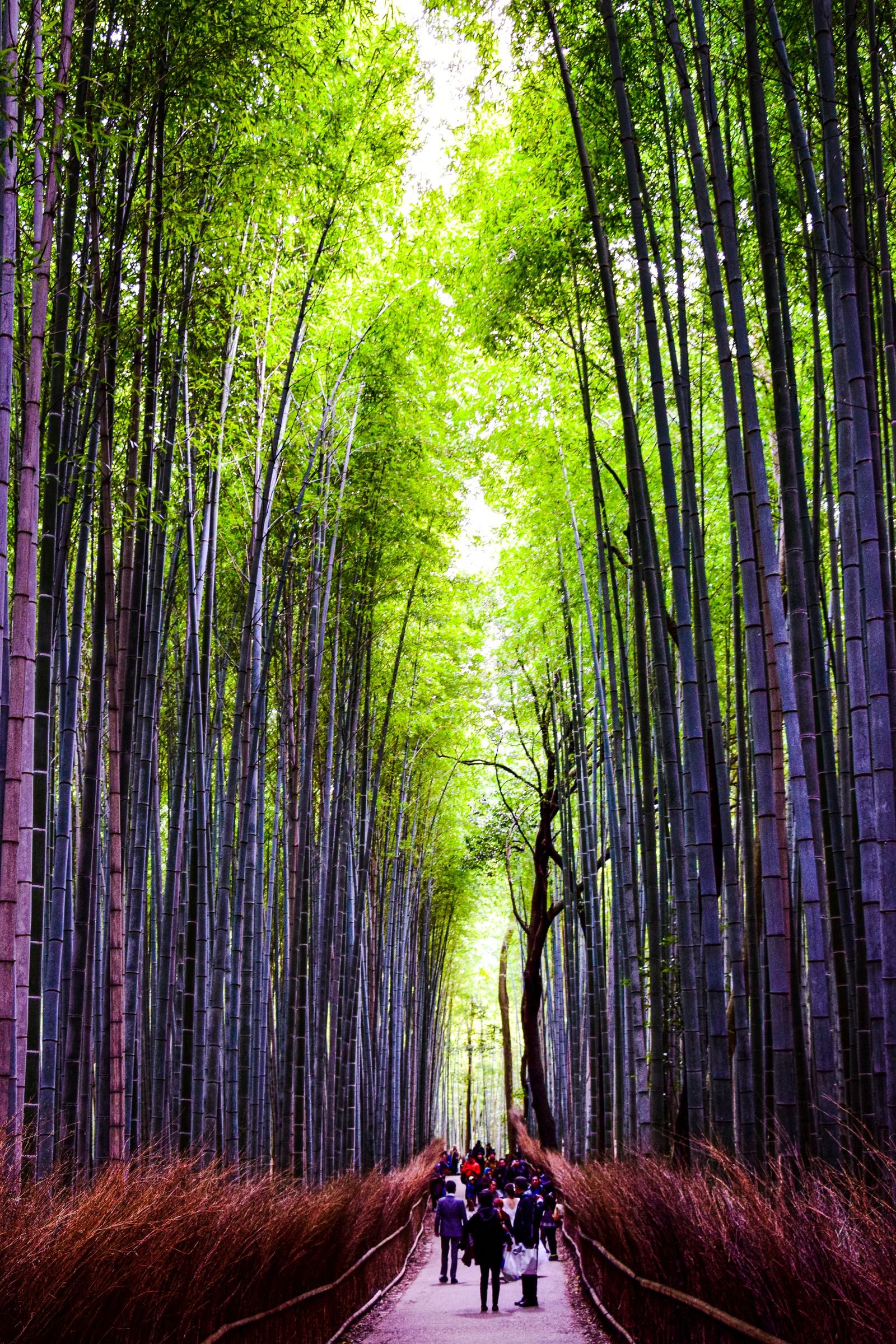 Bamboo stalks towering over the path at Arashiyama Bamboo Grove, Kyoto