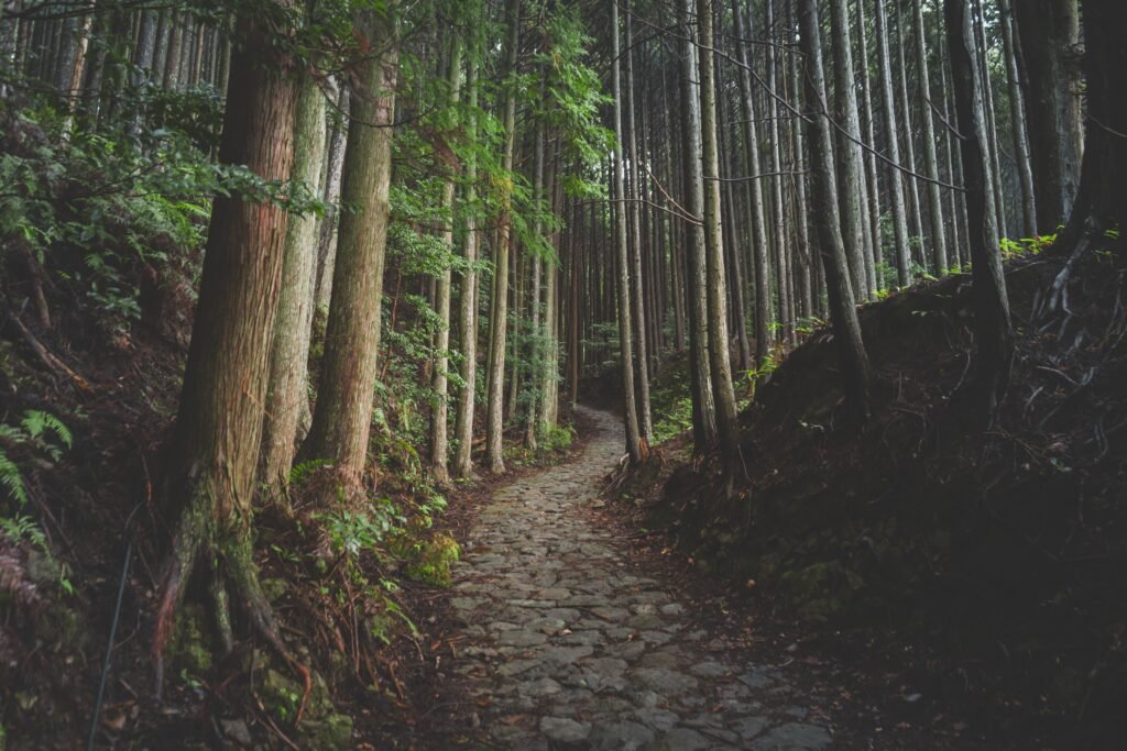 Forest hiking trail through cedar trees near Kurama, Kyoto