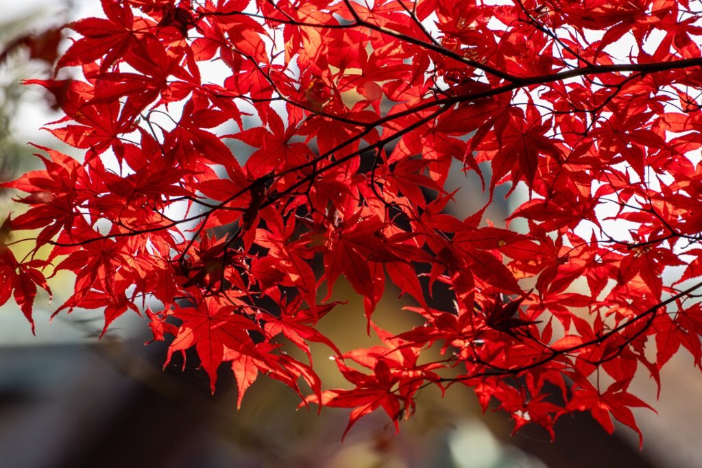 Close-up of vivid red Japanese maple leaves in Kyoto during autumn
