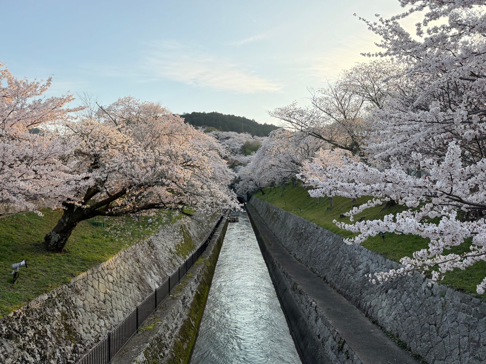 The canal path lined with cherry trees along Kyoto's Philosopher's Path