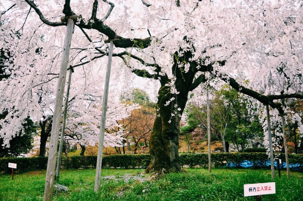 A large weeping cherry tree in Maruyama Park next to Yasaka Shrine