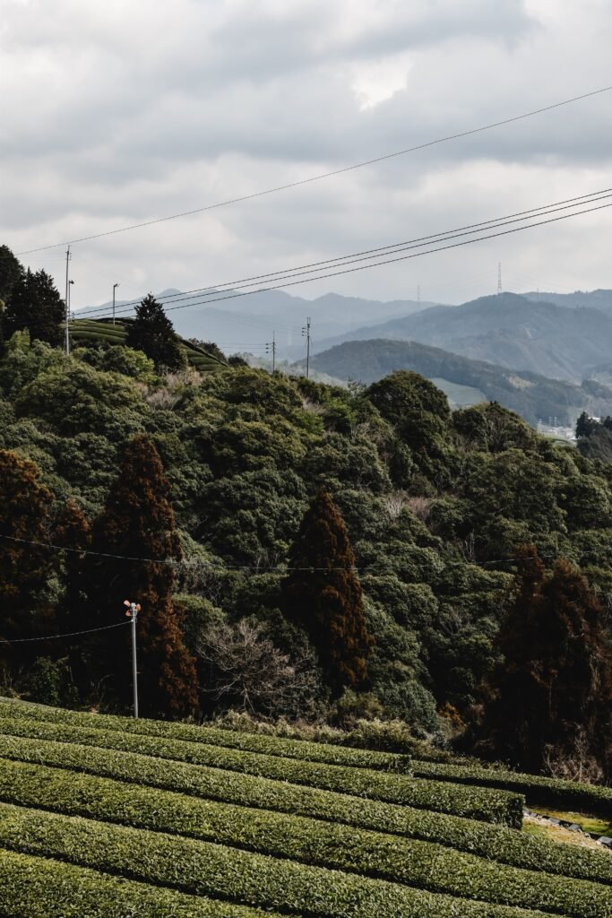 Green tea fields near Uji, Kyoto's famous tea-growing region