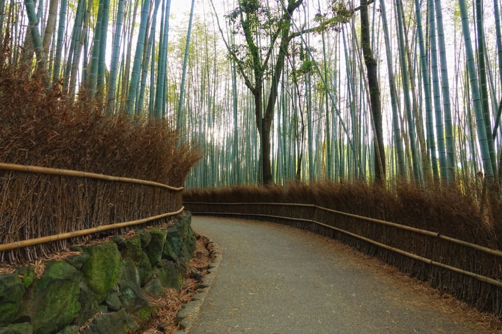 Arashiyama's bamboo grove at sunset