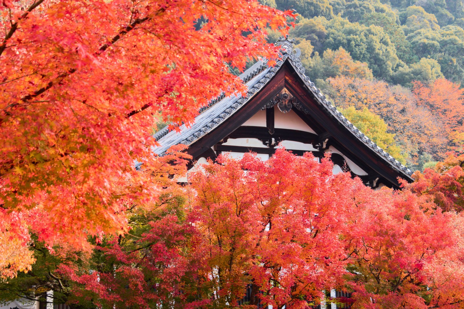 Maple trees and pond at Eikan-do temple in Kyoto