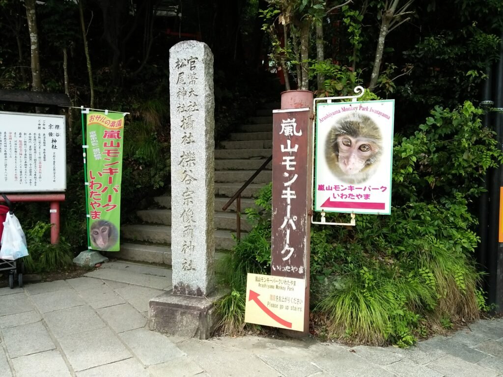A Japanese macaque at Iwatayama Monkey Park in Arashiyama, Kyoto