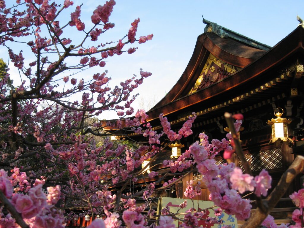 Plum blossoms in bloom at Kitano Tenmangu