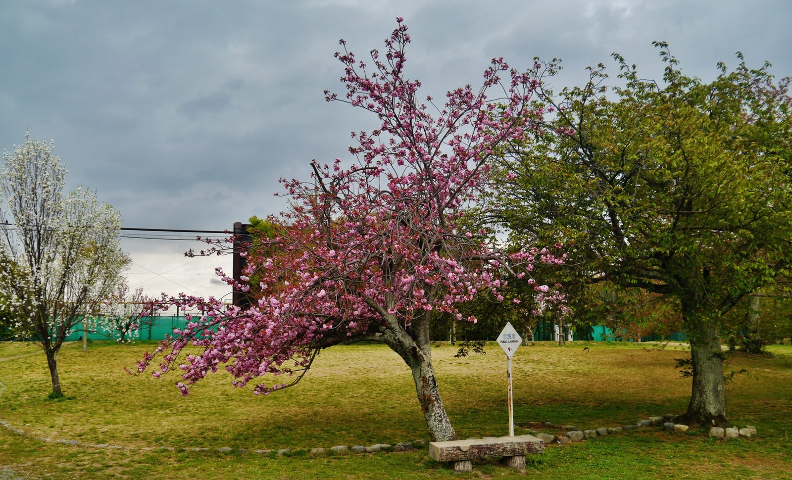 Cherry blossoms in front of Fushimi Momoyama Castle in Kyoto