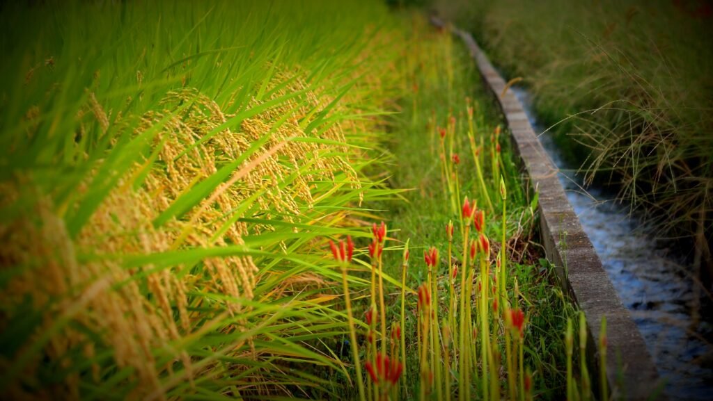 Close-up of a red spider lily (higanbana, Lycoris radiata) in bloom near Kyoto