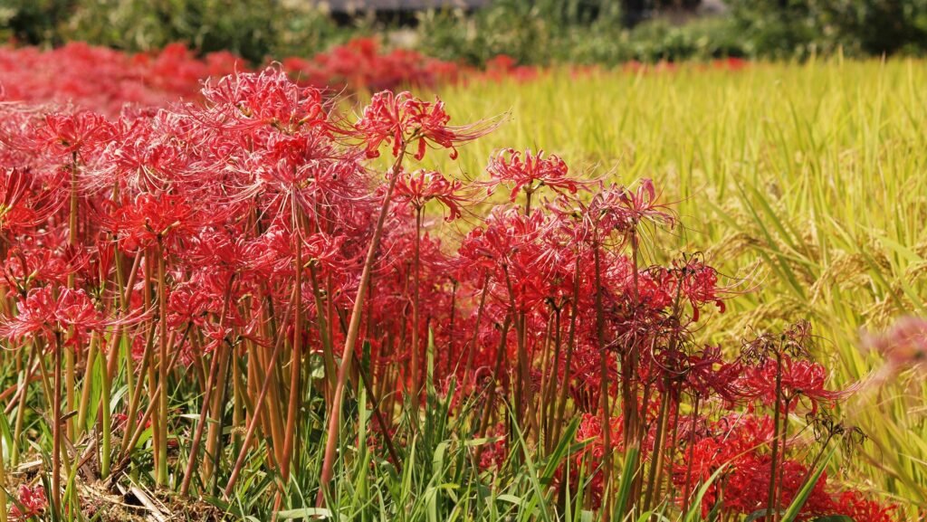 Red spider lilies blooming along the banks of a rice paddy near Kameoka, Kyoto