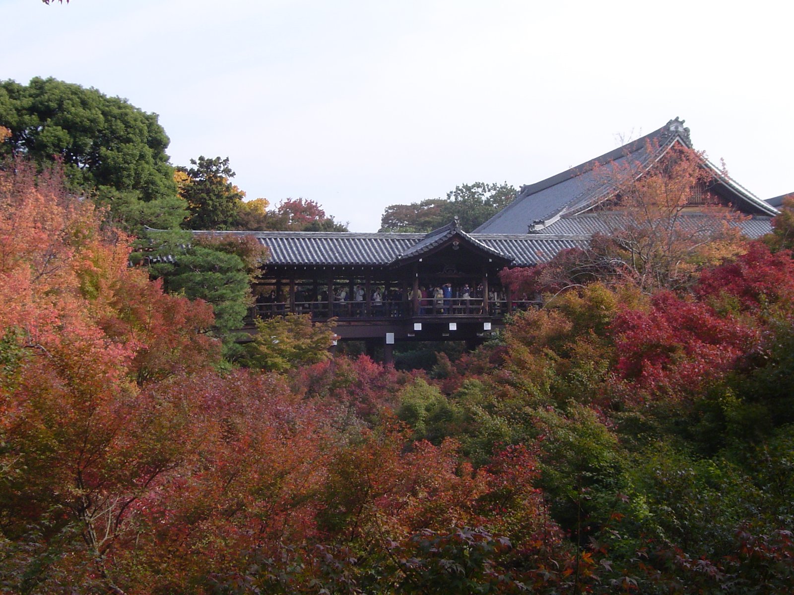 Autumn maple foliage seen from the Tsutenkyo bridge at Tofuku-ji, Kyoto